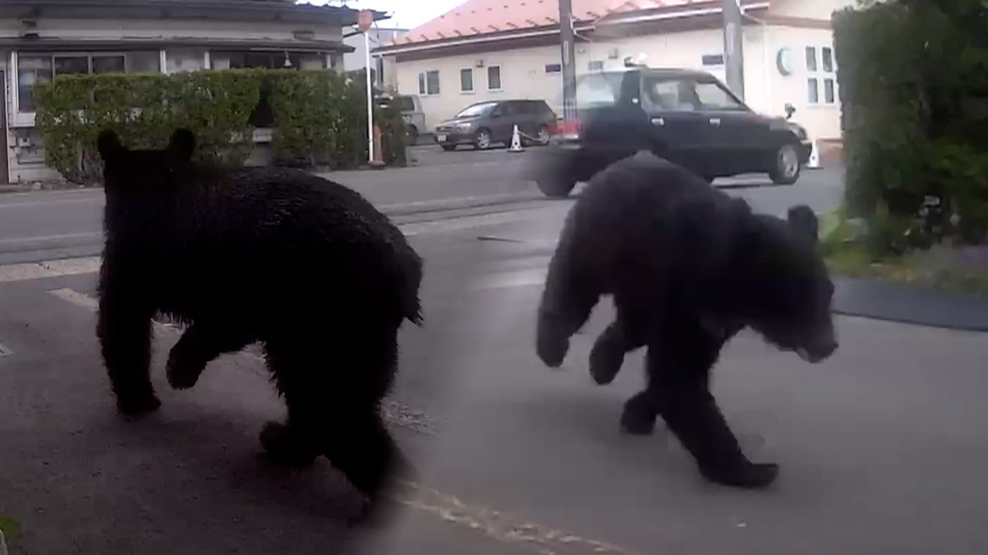 【栃木】クマ出没…男性襲撃され約30センチの裂傷　「四つんばいで乗っかって…」　網戸破壊・軽トラックに体当たりも　那須塩原